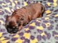 Pupje 1 week oud, van 188 gram naar 330 gram