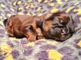Pupje 1 week oud