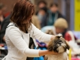 Shih-Tzu clubdag 2016,handler Melanie vd Ende