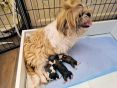 Mama met haar  eerste 3 puppekindjes