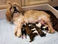 Een trotse mama met haar puppekindjes