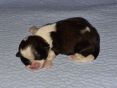 Minie Mouse, teefje van 1 week oud