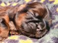 Pupje 1 week oud