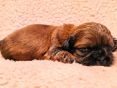 Pupje 3 weken oud
