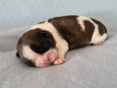Teefje 1/ 1 week oud