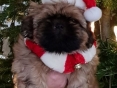 kerstpup, Naturel Wonder From Color Of Life (Aka Chico)