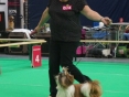 int. Dogshow maastricht 2016